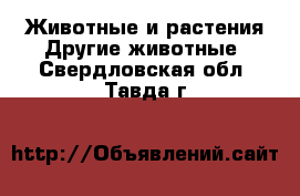 Животные и растения Другие животные. Свердловская обл.,Тавда г.